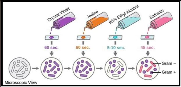 GRAM STAINING TECHNIQUE