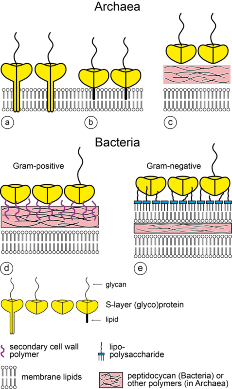 BACTERIA CELL WALL IN GRAM REACTION