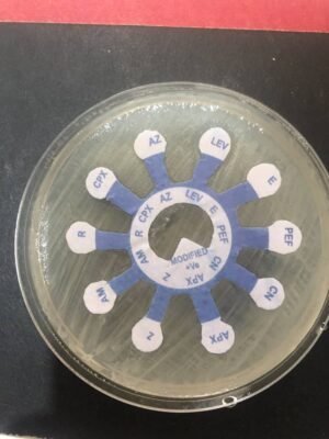 Antibiotic Resistance on agar