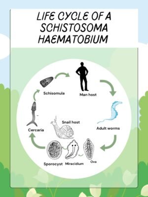 Schistosoma haematobium