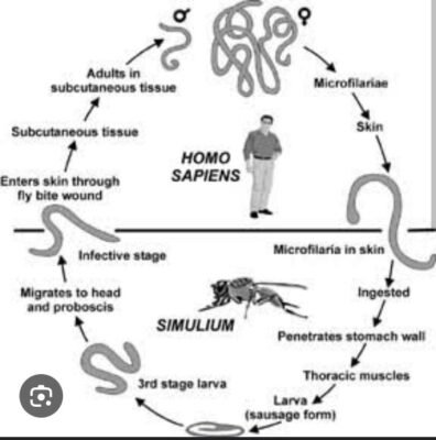 life cycle of onchocerca volvulus